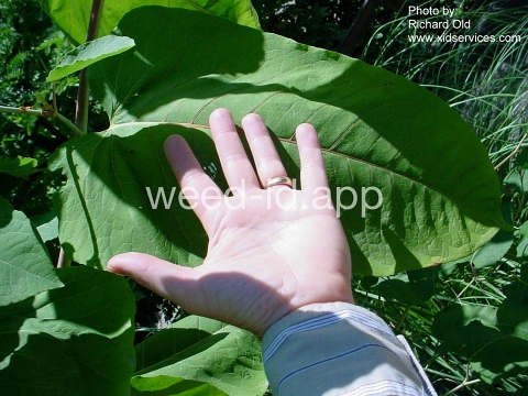 knotweed, Sakhalin